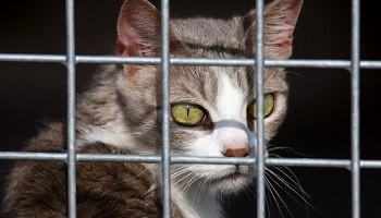 Démission de la présidente de la SPA d’Amilly (Eure-et-Loir)