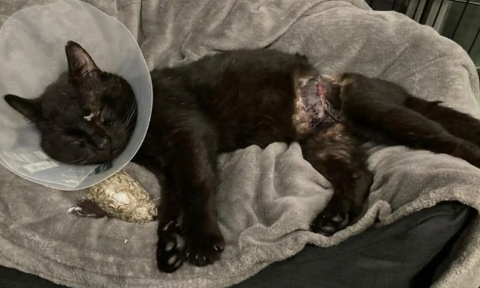 STOP AUX PIÈGES À COLLET : NOS CHATS SONT VICTIMES