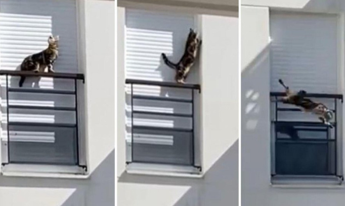 JUSTICE POUR WOODIE ABANDONNÉ SUR UN REBORD DE FENÊTRE