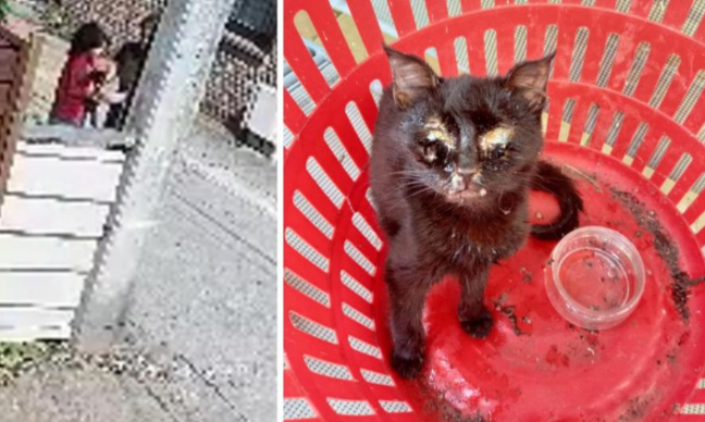 CHATS FRAPPÉS, BATTUS, TUÉS : STOP A LA MALTRAITANCE EN FRANCE