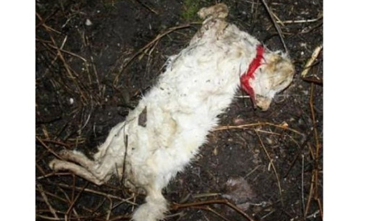 Chat abandonné : il est retrouvé en état de décomposition