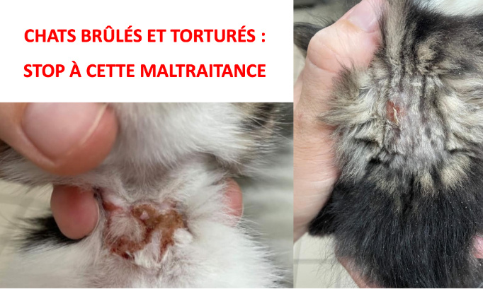CRANE FRACTURÉ, CHAT TORTURÉ : JUSTICE POUR CES CHATONS MALTRAITÉS
