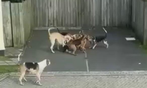 JUSTICE POUR CES CHATS DÉVORÉS PAR UNE MEUTE DE CHIENS DE CHASSE