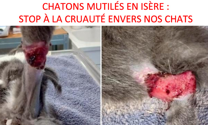 CHATONS MUTILÉS EN ISÈRE : UNE DÉCOUVERTE TERRIFIANTE