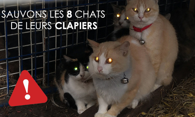 CHATS MALTRAITÉS : 3 MOIS ENFERMÉS DANS UN CLAPIER