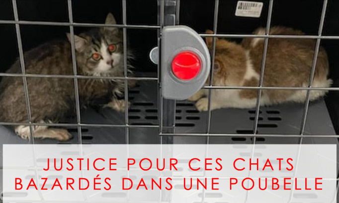 JUSTICE POUR CES 2 CHATS JETÉS DANS UNE POUBELLE DE SUPERMARCHÉ