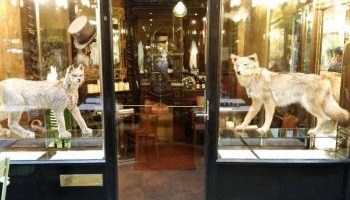 Non aux animaux empaillés dans les vitrines