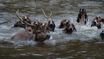 Pour l'abolition de la chasse à courre