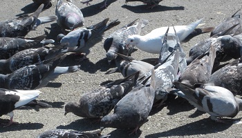 Non au gazage des pigeons à Périgueux