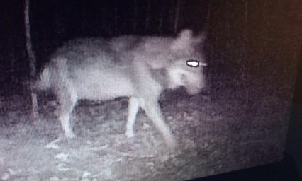 Danger du loup Pyrénées Atlantiques