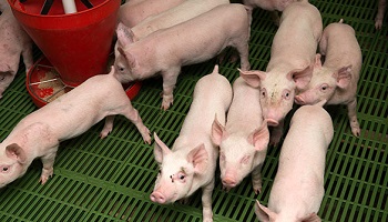 Pour qu'au moins les petits de chaque espèce ne finissent pas à l'abattoir !