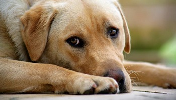 Droit du chien domestique