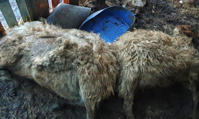 Justice exemplaire, enquête et retrait définitif du permis de posséder un animal suite au charnier retrouvé par la police à Strépy-Bracquegnies