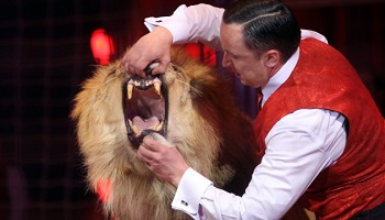 Non aux animaux sauvages dans les cirques !