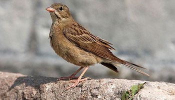 Protégeons les ortolans : moins on en mange, plus on en sauve !