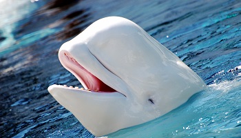 La pouponnière de nos bélugas est menacée par la construction d’un terminal pétrolier à Cacouna: sauvons-les !