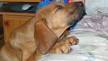 Selon le code civil du Québec, les animaux sont des objets. Changeons cette aberration !