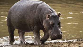 Non à la détention et à la présentation de l'hippopotame du cirque GOLD !