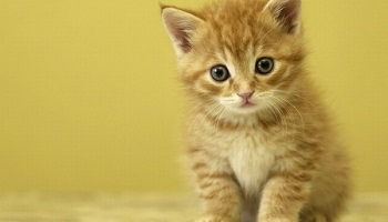 Un chaton brûlé vif : que les auteurs de cet acte soient punis !