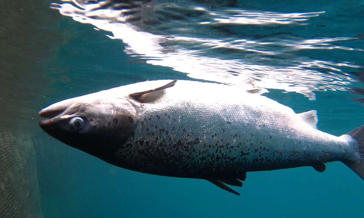 ARRETONS LA SOUFFRANCE DES SAUMONS EN ECOSSE