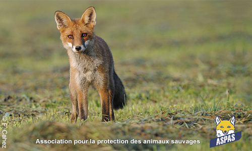 Protégeons les renards !