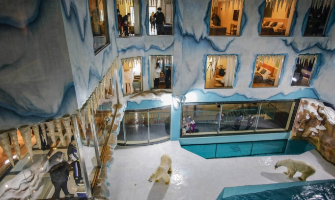 NON À L’EXHIBITION D’OURS POLAIRES DANS UN HÔTEL EN CHINE !