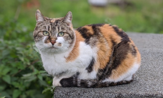 NON à la chasse aux chats, OUI à un contrôle raisonné de leur population