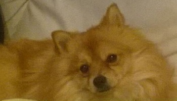 Pour que l'auteur de la mort de Winnie soit puni !