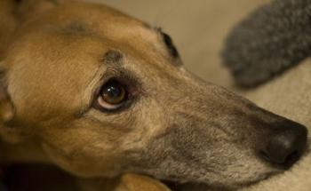 Contre les trafiquants et les tortionnaires d'animaux !