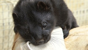 Non aux fermes à fourrure !