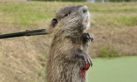 NON AU MASSACRE DES RAGONDINS, NOUS DEMANDONS LA STERILISATION !