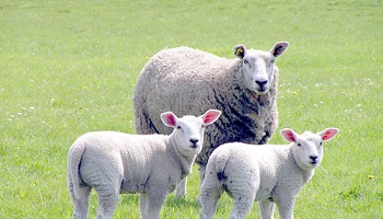 Pour que les auteurs du massacre de brebis dans un parc d'Angers soient punis !