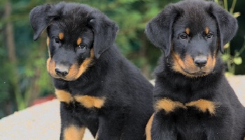 Stop aux empoisonneurs de chiens !