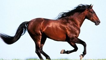 Pour avoir des nouvelles du cheval affamé et maltraité, trouvé dans les rues de Toulouse !
