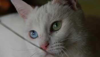 Justice pour Susie, un chat tué volontairement par un quad !