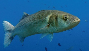 Oui aux mesures de conservation du bar de la Communauté Européenne !