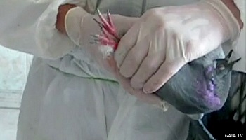 Non à la stérilisation chirurgicale illégale des pigeons de Nice