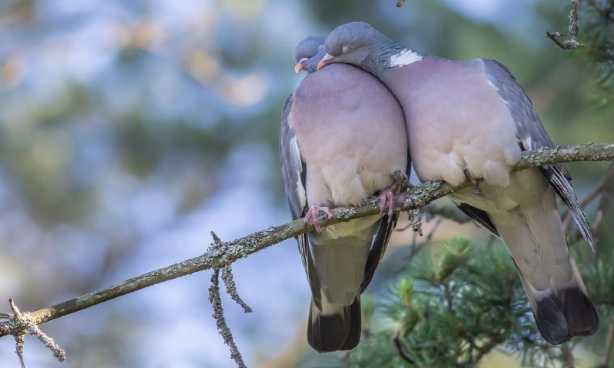 Non à la rafle des pigeons à Gap, oui aux pigeonniers contraceptifs !