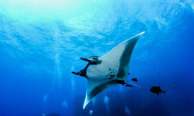 Koh Lanta : Suppression de toutes les scènes impliquant la chasse et la torture sur des animaux