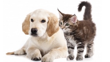 Pour un budget alloué aux formations des métiers animaliers  !