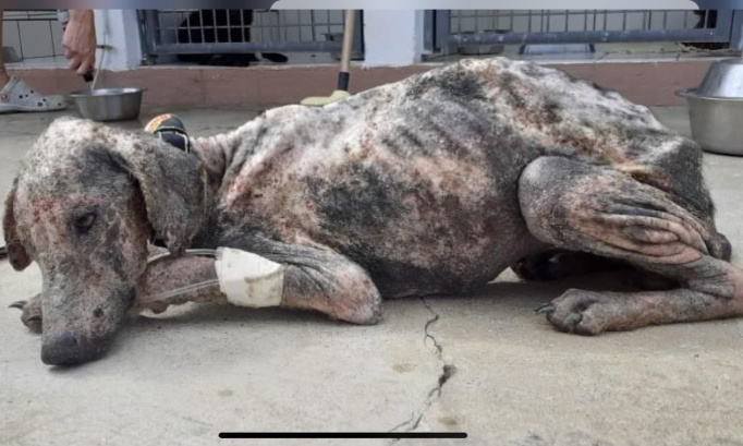 URGENCE !! STOP A LA MALTRAITANCE ANIMALE DANS LES DOM-TOM