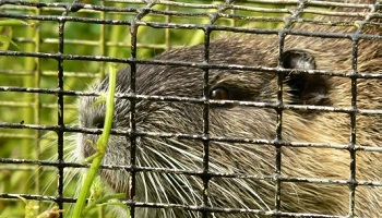 Pour que les agriculteurs tortionnaires de ragondins soient punis !