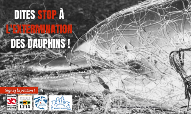 MASSACRE DES DAUPHINS COMMUNS EN FRANCE : C’EST ASSEZ !