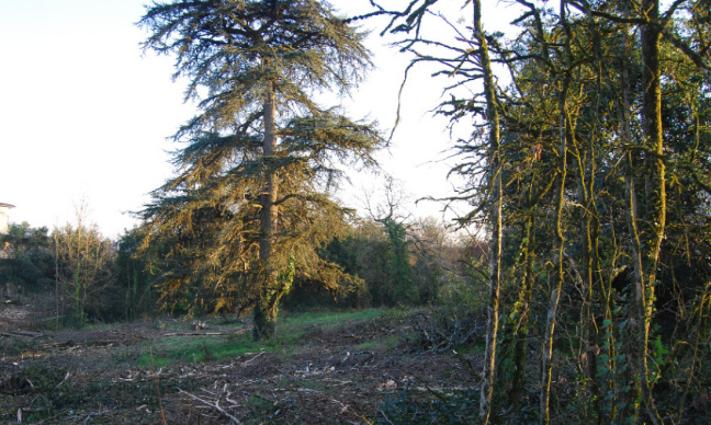 L'arrêt de la coupe à blanc d'arbres centenaires, poumon de la bastide de Lisle sur Tarn