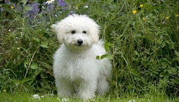 Justice en hommage au bichon euthanasié à Colmar !