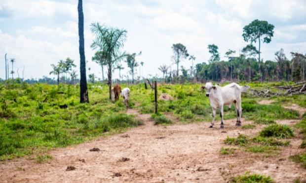 Déforestation : pour la lutte contre le pâturage illégal de bétail en Amazonie