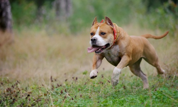 Tenir les chiens de catégorie 1 et 2 en laisse dans un lieu public