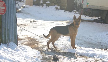 Nos fidèles compagnons attachés