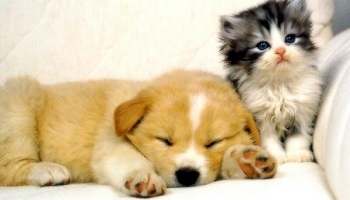 Non à l'euthanasie par gazage !