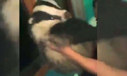 Des jeunes torturent un blaireau lors d’une soirée et évitent des poursuites